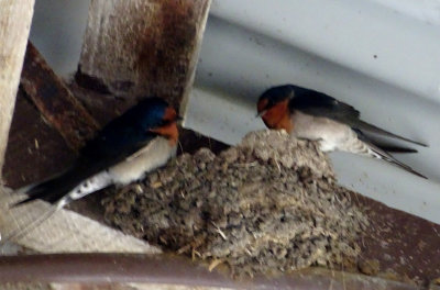Swallows at a nest