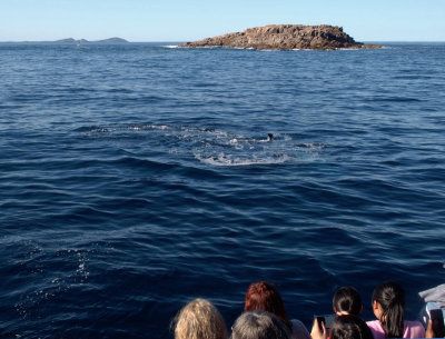 Little Island, whales, watchers