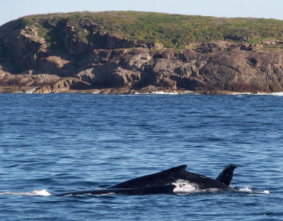 2019: Port Stephens Whale-watching