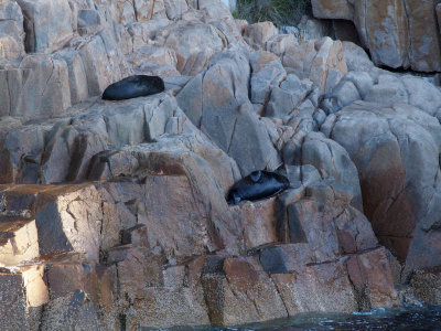 Seals on the rocks