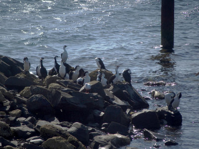 Sixteen shags and a seagull