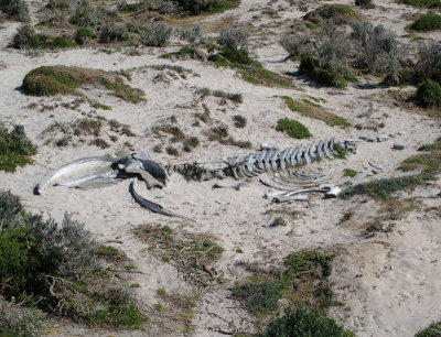 Remains of juvenile humpback whale