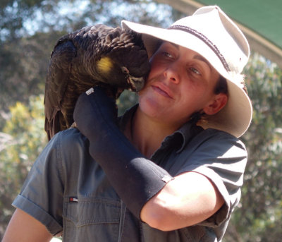 Black cockatoo being friendly