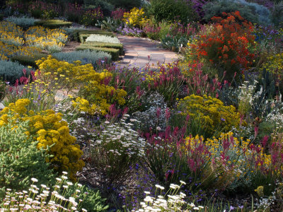 Western Australia Wildflowers