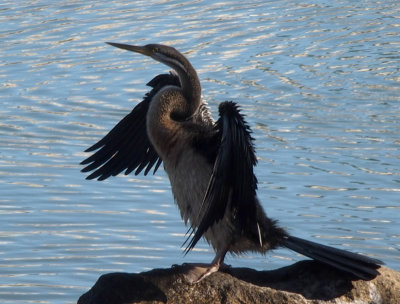 Urban cormorant
