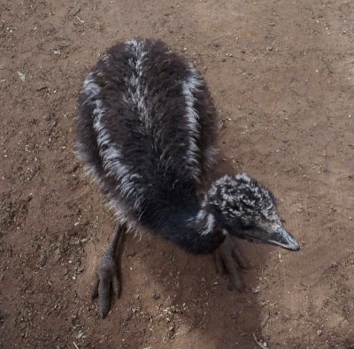 Emu chick
