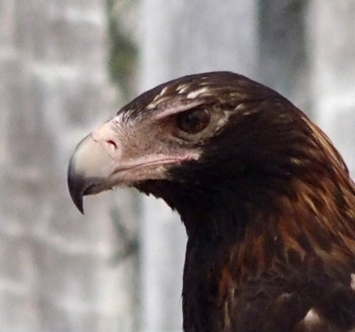 Wedge-tailed eagle