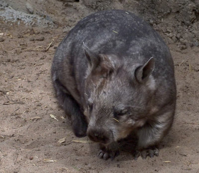 Wombat