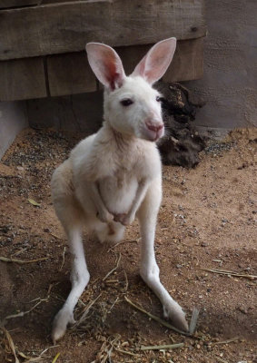 Small white kangaroo