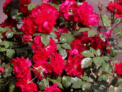 Roses at a comfort stop