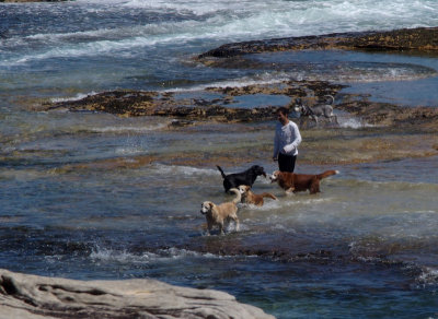 Man and Dogs