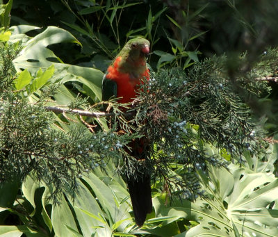 Female King Parrot