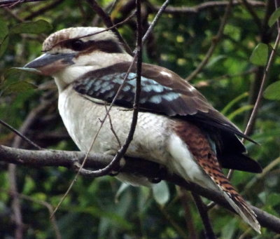 George: Frances's resident kookaburra