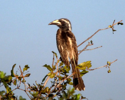 African grey hornbill, Zimbabwe