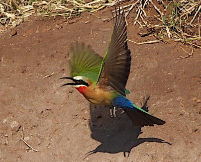 Little Bee-eater, Botswana