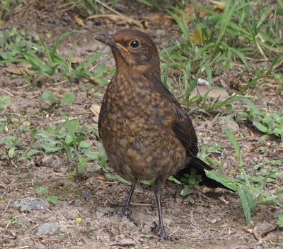 Blackbird (female), Sydney