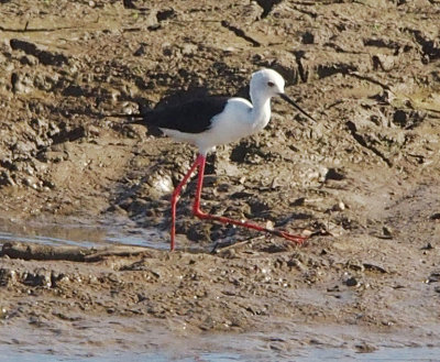 Black-winged stilt, Sri Lanka