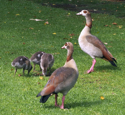 Egyptian geese, Cape Town