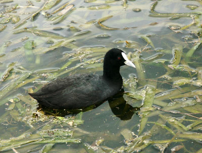 Eurasian coot, Sydney