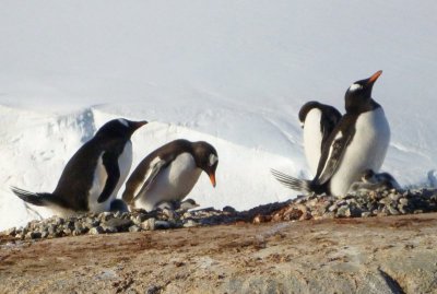 Gentoo penguins with chicks, Antarctica