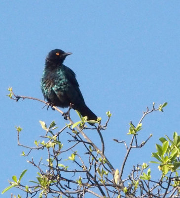 Glossy starling, Zimbabwe
