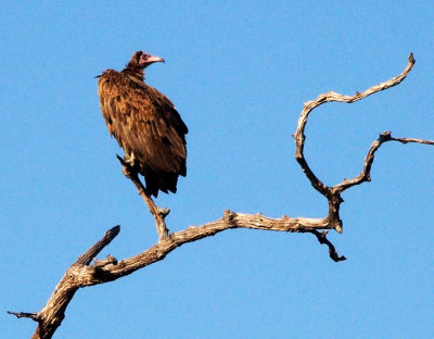 Hooded vulture, Botswana