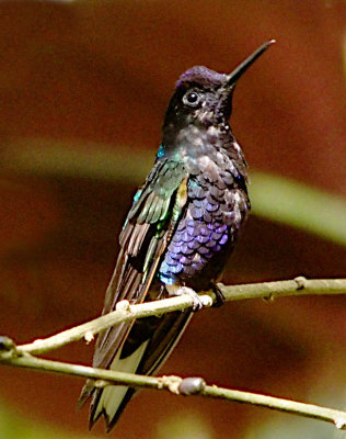 Humming bird, Ecuador