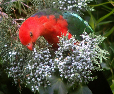 King parrot (male), Sydney