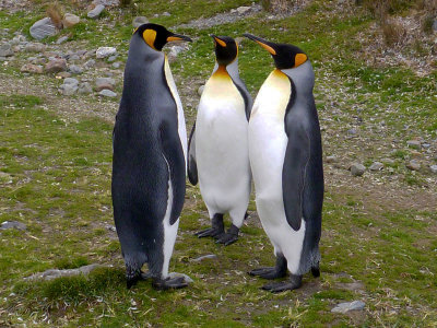 King Penguins, South Georgia Island