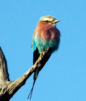 Lilac-breasted roller, Zimbabwe