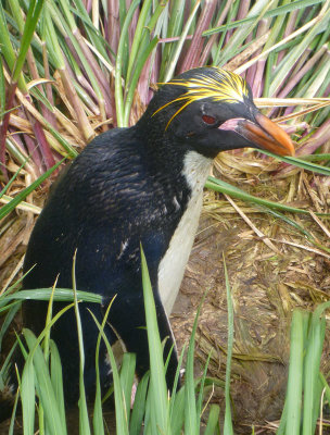 Macaroni penguin, South Georgia Island