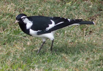 Magpie-lark (male), Sydney
