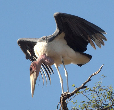 Marabou stork, Botswana