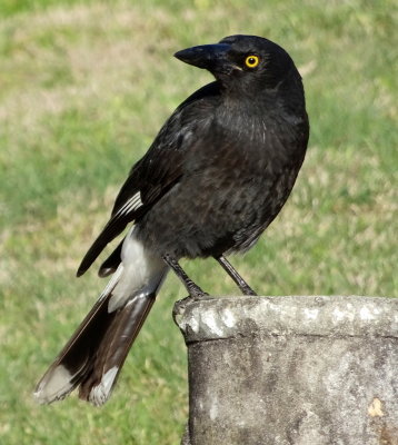 Pied currawong, New South Wales