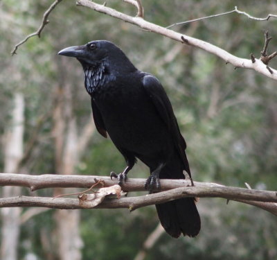 Raven, Sydney