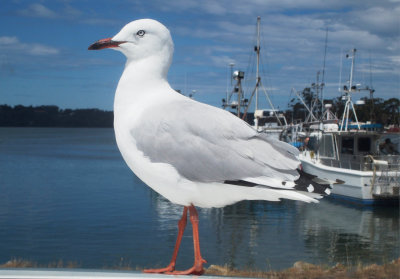 Silver gull, Tasmania