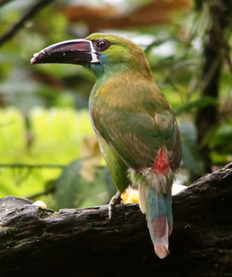 Crimson-rumped toucanet, Ecuador