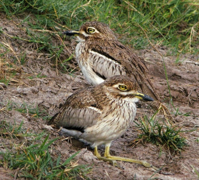 Water Thick-knees, Botswana