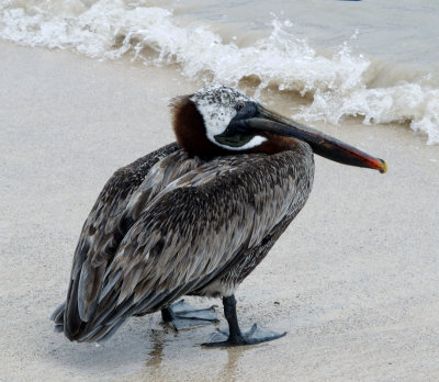 Brown Pelican, Galapagos Islands