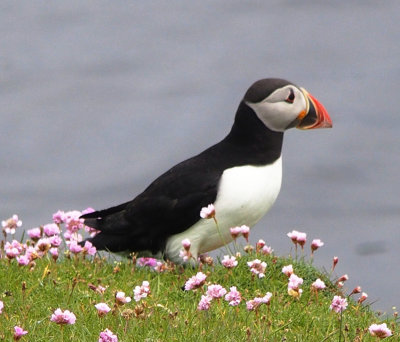 Puffin, Fair Isle, Scotland