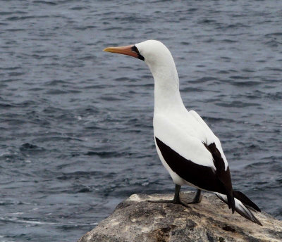 Nazca booby, Galapagos Islands