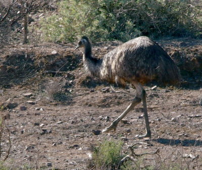 Emu, South Australia