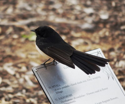 Willie wagtail, New South Wales