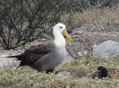 Waved Albatross with chick, Galapagos Islands