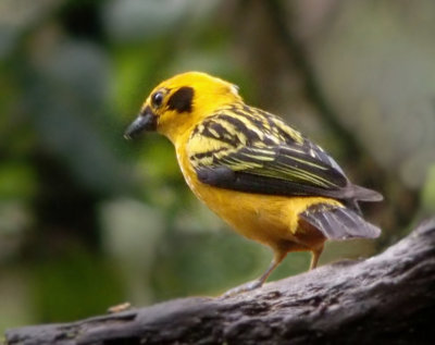 Golden tanager, Ecuador