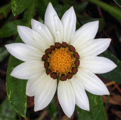 Gazania 3