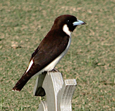 Fiji woodswallow, Fiji