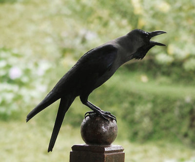 House crow, Kerala, India