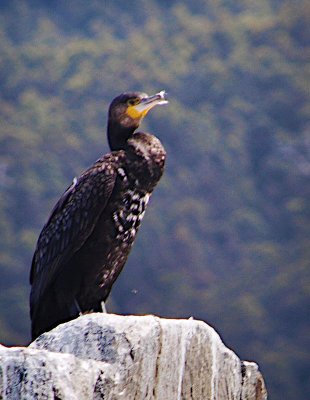 Great Cormorant, Tasmania