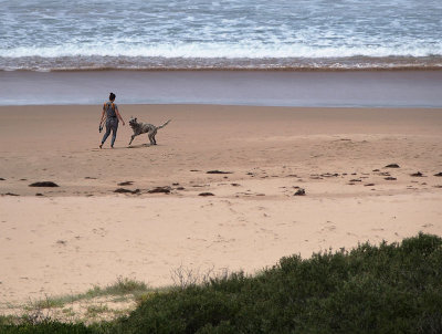 Dog detail on a beach